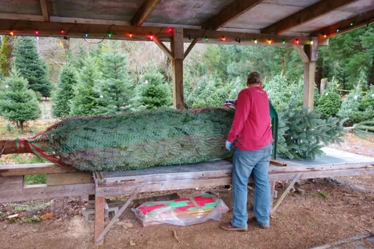 a worker at a Christmas tree farm wrapping a Christmas tree on a table outside