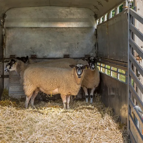 livestock-trailer-w-sheep