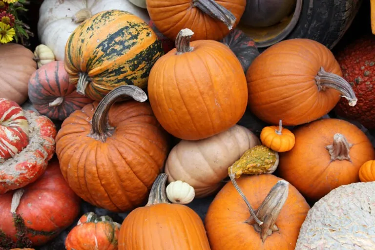 Who Grows the Most Pumpkins?