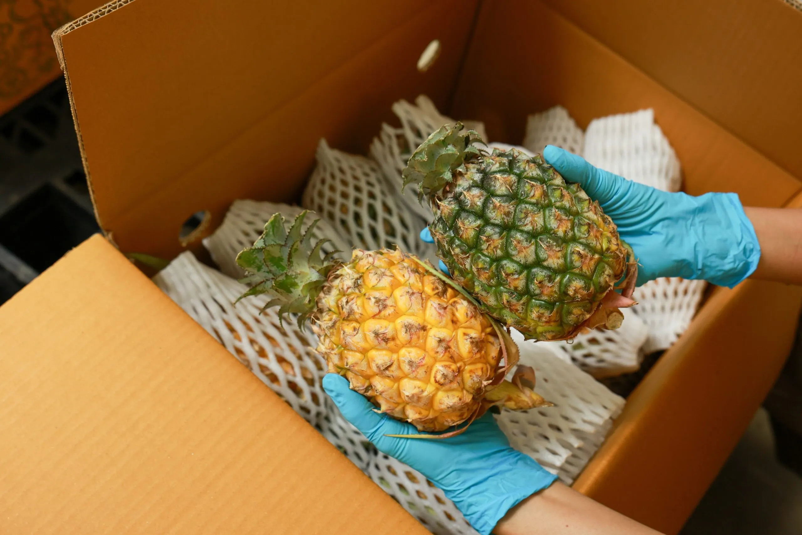 hands holding two pineapples above box prepared to ship produce, Produce Transport Tips