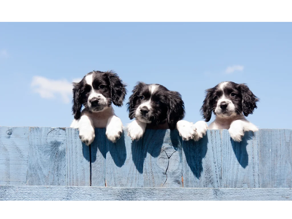dogs on fence