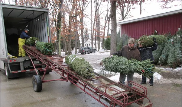 men loading up a refigerated truck with christmas trees