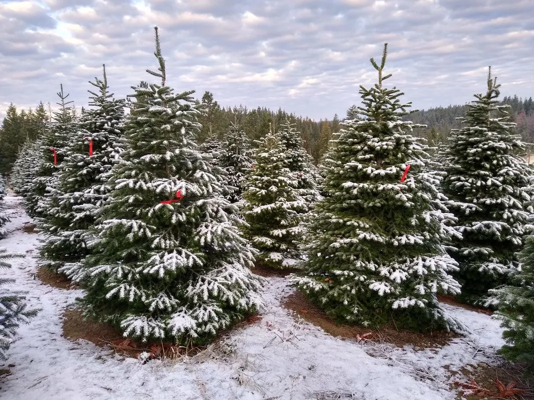 snow-christmas-trees
