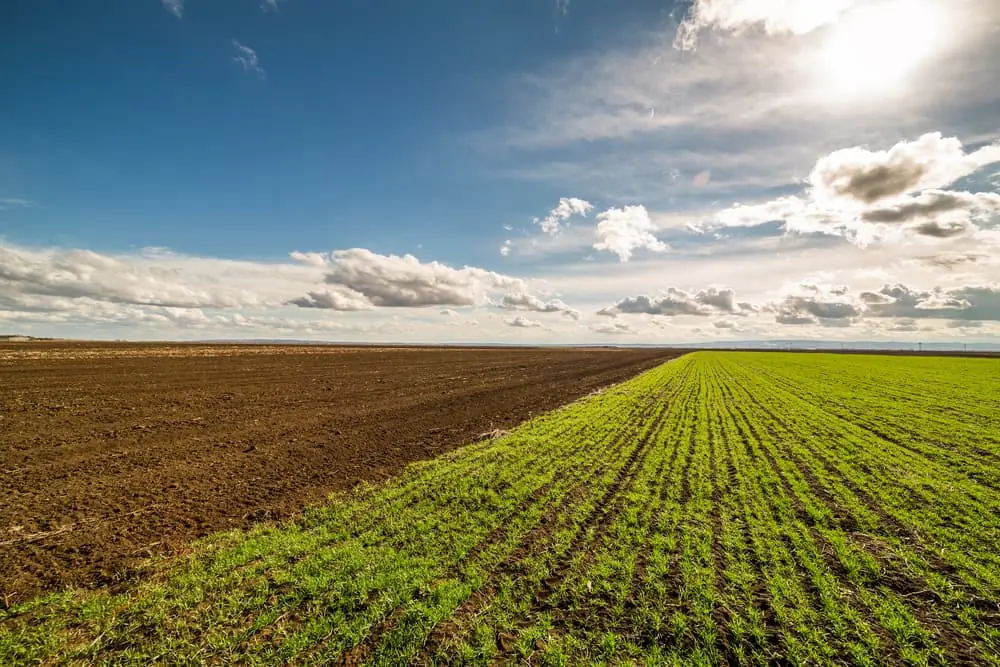 Green field of tillering wheat