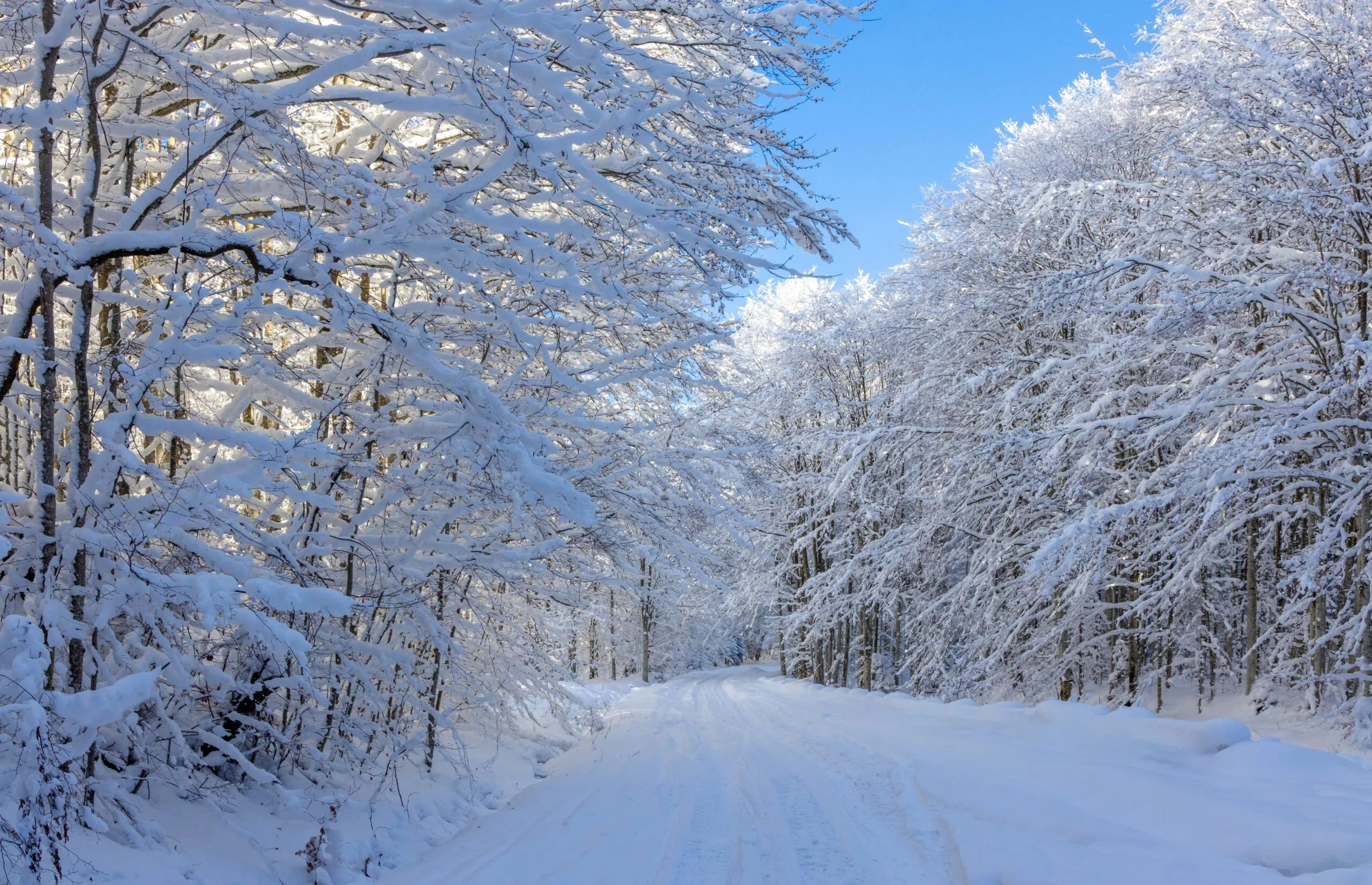 forest and road covered in snow, winter shipping