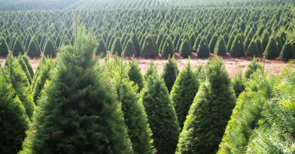 A Christmas tree farm in Oregon's Willamette Valley.