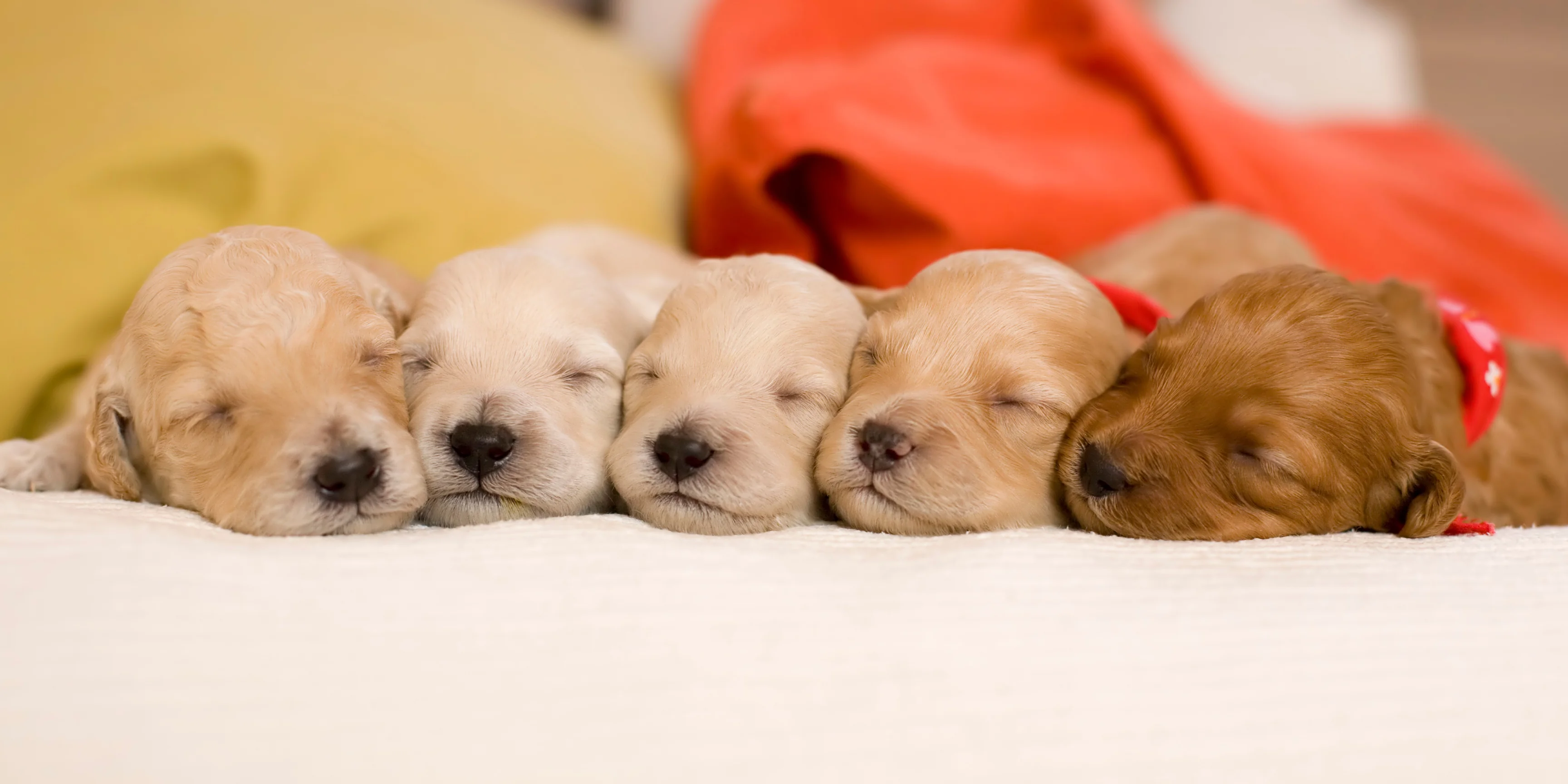 five newborn puppies