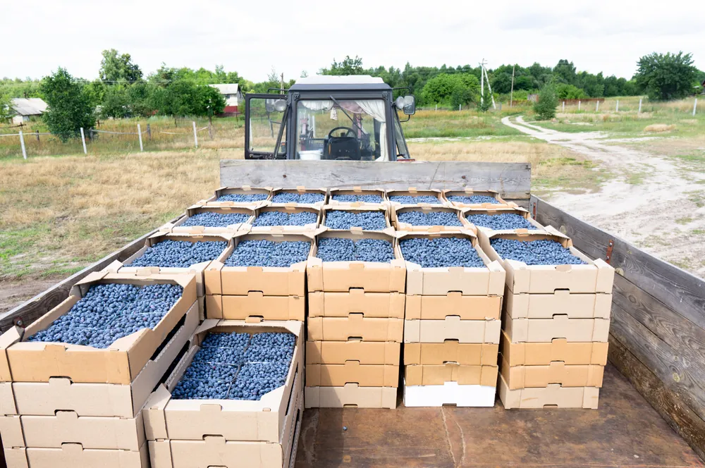 Shipping Blueberries 2