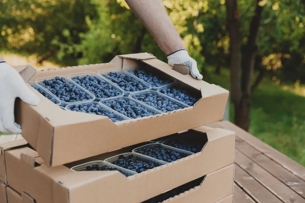 Shipping Blueberries 1