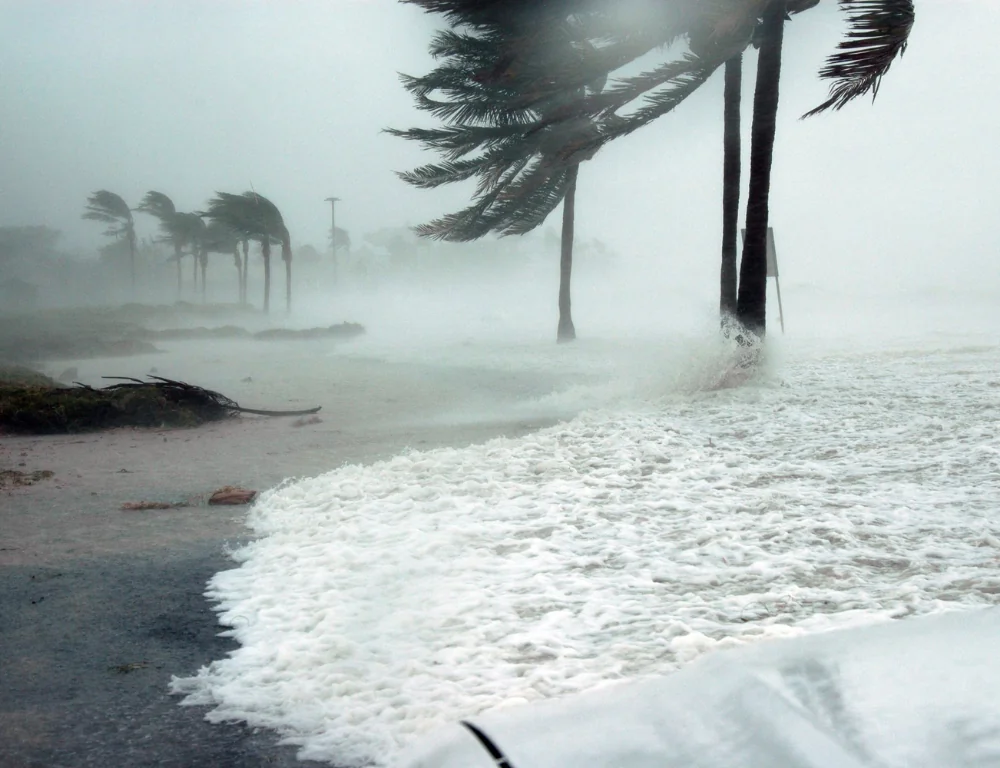 palm tree during hurricane