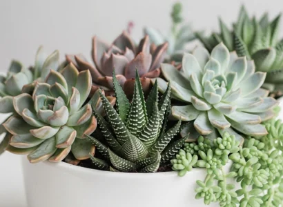 succulents