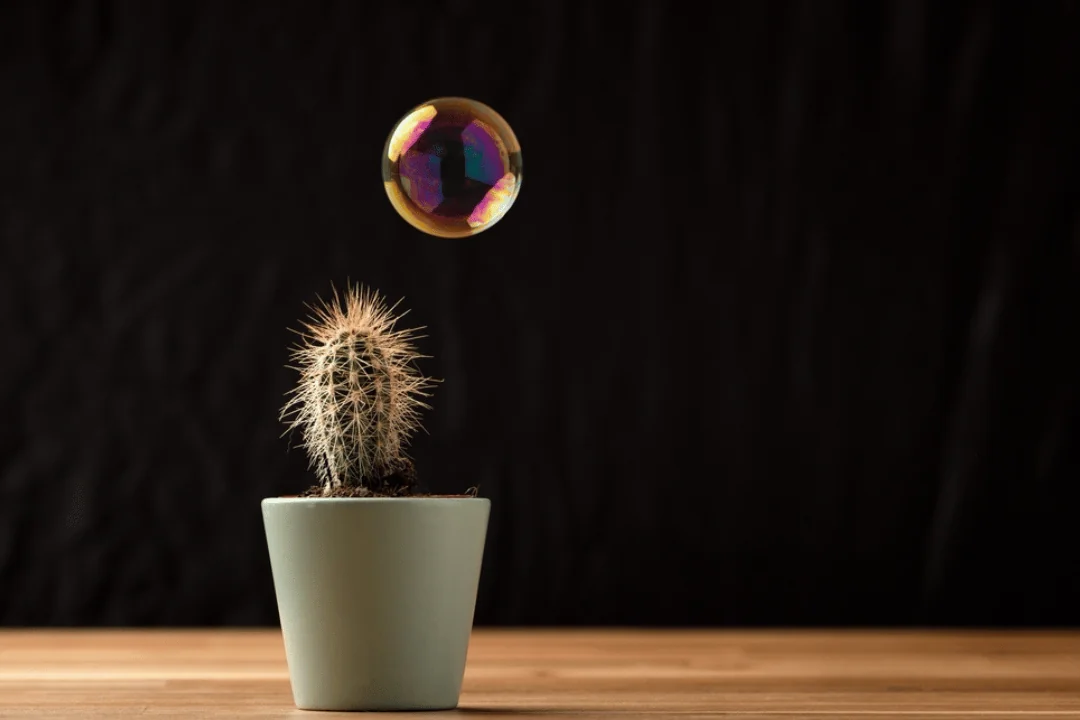 Five Reasons to Use Expedited Freight Shipping bubble floating down to cactus in a ceramic pot on table