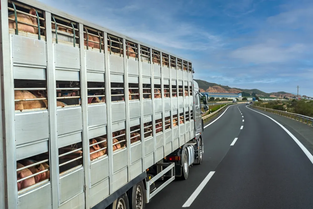 Animals being shipped in a freight truck