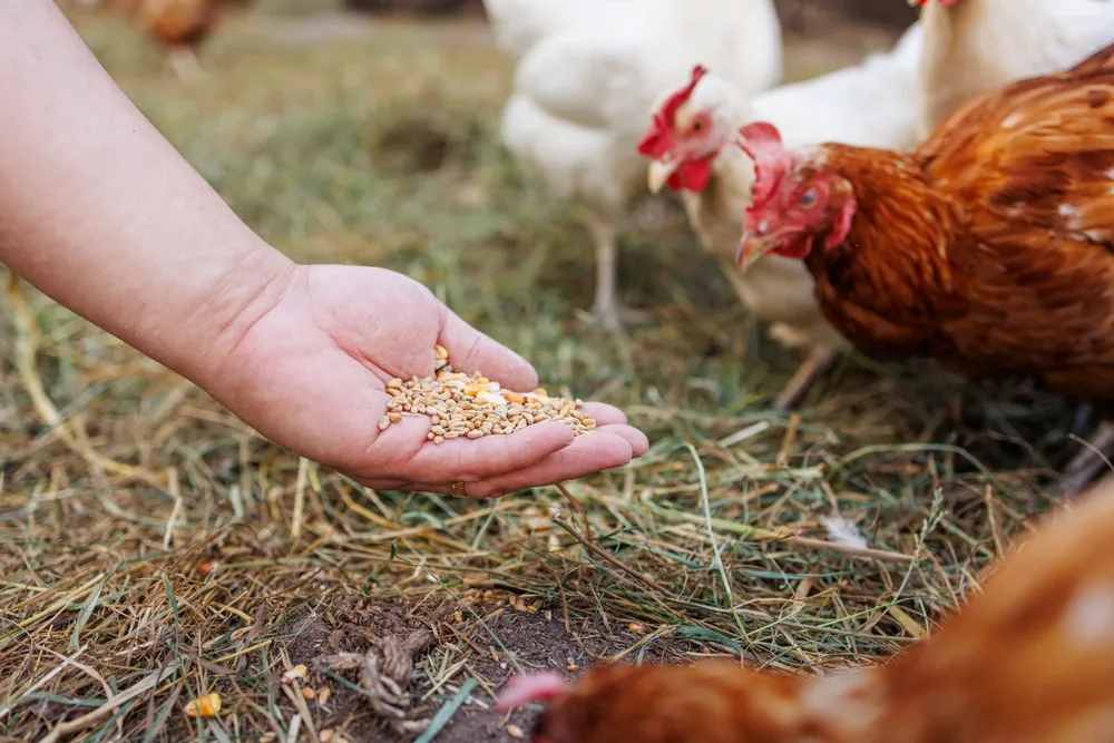 Chickens being fed by hand.