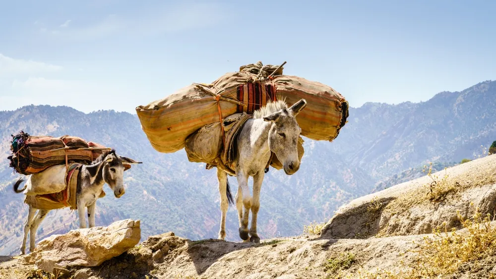 Pack mules carrying goods