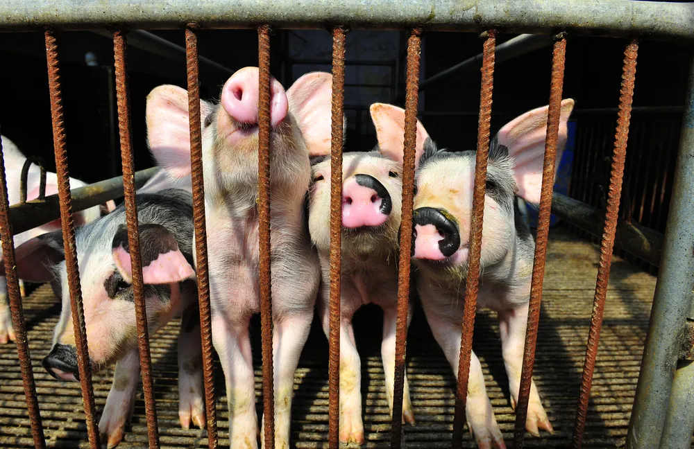 Pigs in a pen. Should animals be freight shipped?
