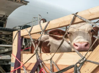 A cow in a cage being loaded onto an airplane