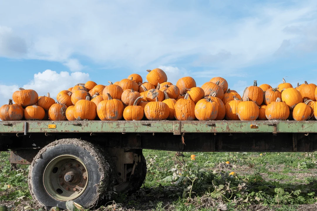 Pumpkin Shipping for Halloween pumpkins on a flatbed truck after being harvested