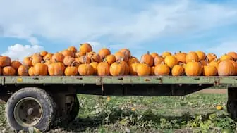 pumpkins on flatbed