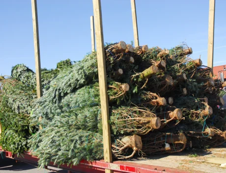 stacking Christmas tree on the truck