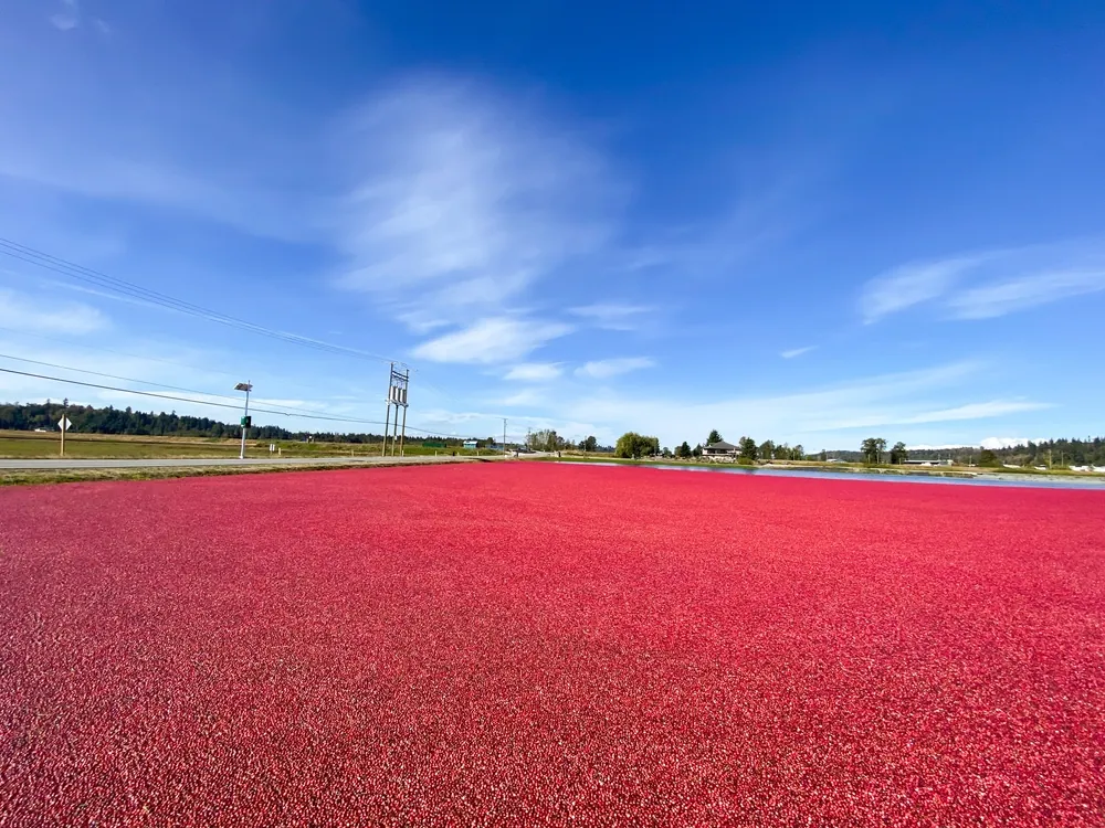 The Supply Chain Behind Thanksgiving Staples a cranberry bog on a sunny day