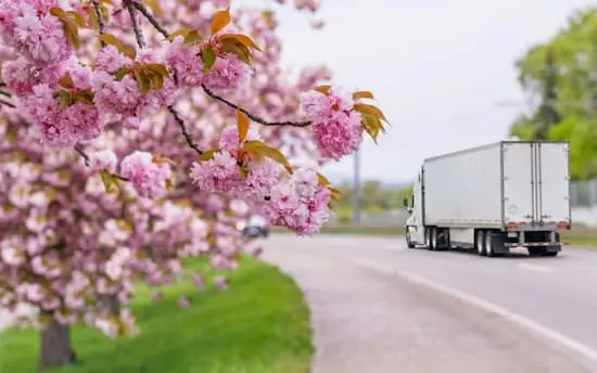 Freight Shipping in the Spring white semi truck driving down road next to pink cherry blossom trees PREVIEW VERSION