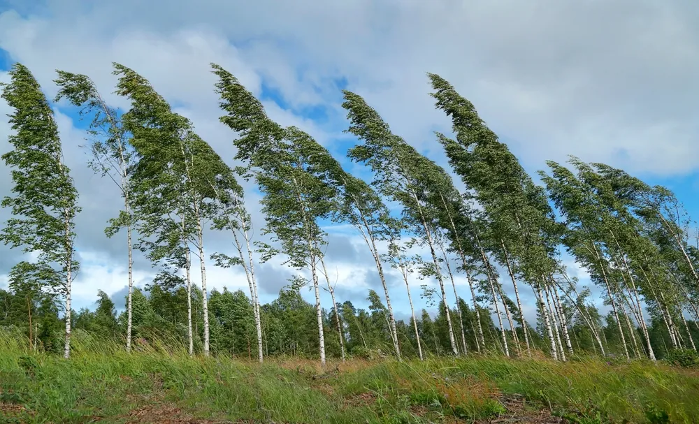 strong winds bend trees