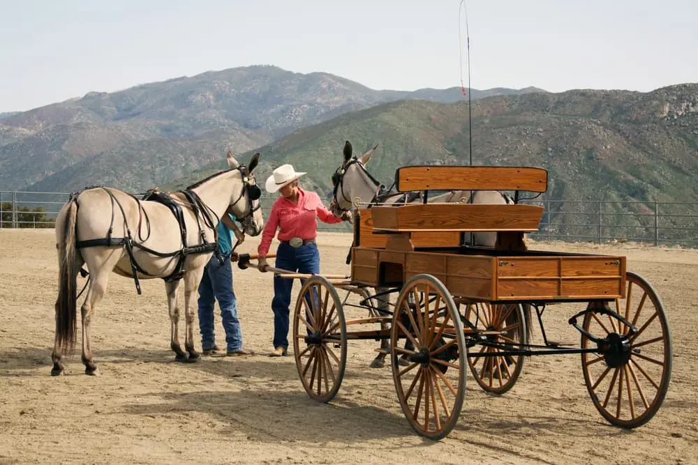 Yellow Corp Bankruptcy two ranchers hitching white mules onto a cart
